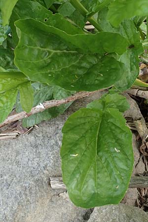 Barbarea stricta \ Steifes Barbarakraut / Small-Flowered Winter Cress, D Mannheim 5.5.2019