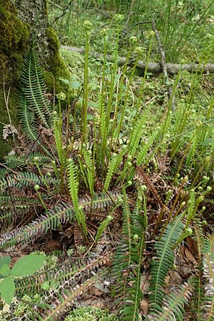 Blechnum spicant \ Gew�hnlicher Rippenfarn / Hard Fern, D Olpe 14.6.2019