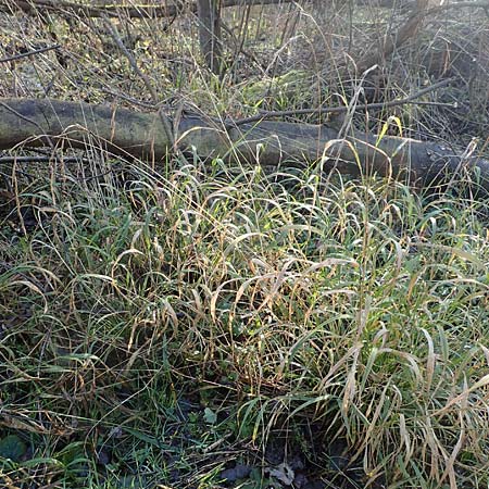 Brachypodium sylvaticum \ Wald-Zwenke / False Brome, D Mannheim 6.2.2020