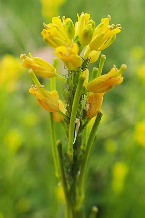 Barbarea stricta \ Steifes Barbarakraut / Small-Flowered Winter Cress, D Mannheim 23.5.2021