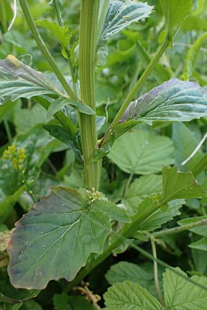 Barbarea stricta \ Steifes Barbarakraut / Small-Flowered Winter Cress, D Mannheim 23.5.2021