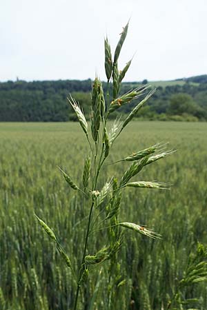 Bromus secalinus \ Roggen-Trespe / Cheat Grass, Chess Grass, D Neuleiningen 16.6.2021