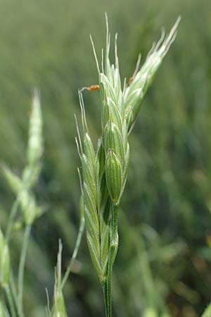 Bromus secalinus \ Roggen-Trespe / Cheat Grass, Chess Grass, D Neuleiningen 16.6.2021
