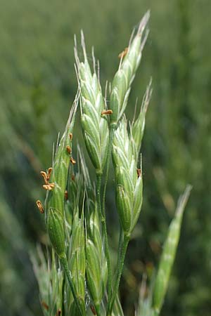 Bromus secalinus \ Roggen-Trespe / Cheat Grass, Chess Grass, D Neuleiningen 16.6.2021
