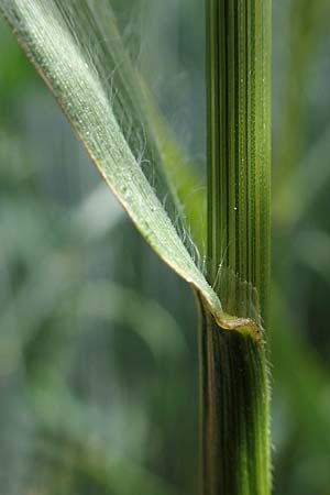 Bromus secalinus \ Roggen-Trespe / Cheat Grass, Chess Grass, D Neuleiningen 16.6.2021