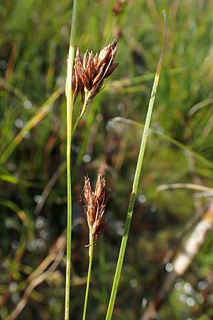 Rhynchospora fusca \ Braune Schnabelbinse, Braunes Schnabelried / Brown Beak Sedge, D Elmpt 6.9.2021