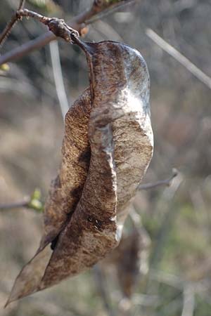 Colutea arborescens \ Blasenstrauch / Bladder Senna, D Mannheim,  Friesenheimer Insel 4.3.2022
