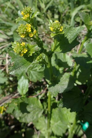 Barbarea stricta \ Steifes Barbarakraut / Small-Flowered Winter Cress, D Mannheim 18.4.2022