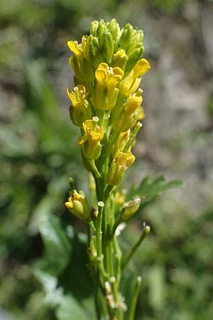 Barbarea stricta \ Steifes Barbarakraut / Small-Flowered Winter Cress, D Mannheim 18.4.2022