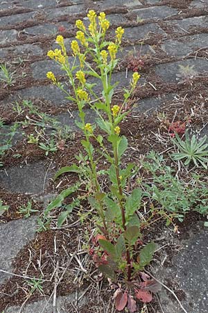 Barbarea stricta \ Steifes Barbarakraut / Small-Flowered Winter Cress, D Mannheim 24.4.2022