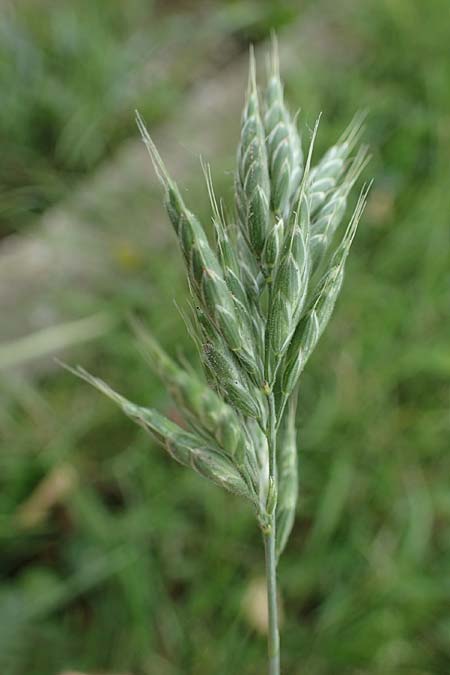Bromus scholzii \ Flaum-Trespe / Soft Brome, D Aachen 19.6.2022
