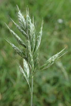 Bromus scholzii \ Flaum-Trespe / Soft Brome, D Aachen 19.6.2022
