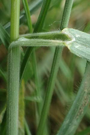 Bromus scholzii \ Flaum-Trespe / Soft Brome, D Aachen 19.6.2022