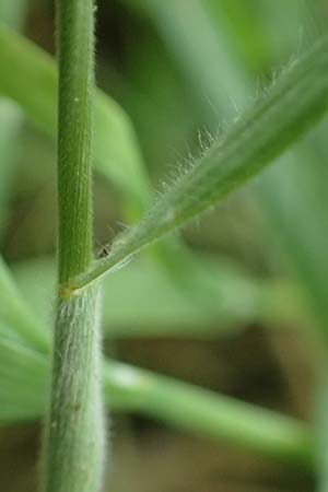 Bromus scholzii \ Flaum-Trespe / Soft Brome, D Aachen 19.6.2022