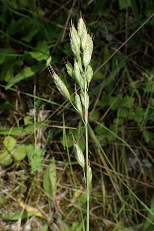 Bromus scholzii \ Flaum-Trespe / Soft Brome, D Werl 20.6.2022