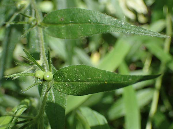 Lithospermum purpurocaeruleum \ Blauroter Steinsame / Purple Gromwell, D Th&uuml;ringen, K&ouml;lleda 15.6.2023