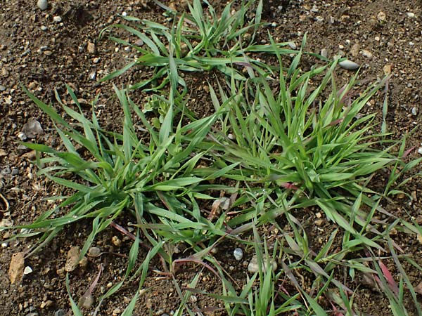 Bromus sterilis \ Taube Trespe / Poverty Brome, D Botan. Gar.  Universit.  Ulm 26.5.2025