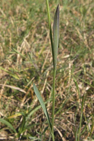 Bupleurum tenuissimum \ Salz-Hasenohr / Slender Hare's Ear, D Pfalz, Landau 25.7.2012