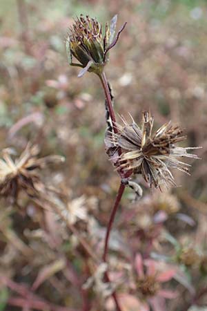 Bidens tripartita \ Dreiteiliger Zweizahn / Trifid Beggarticks, D B&uuml;rstadt 30.9.2016