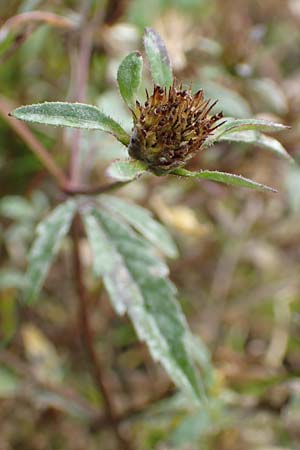 Bidens tripartita \ Dreiteiliger Zweizahn / Trifid Beggarticks, D B&uuml;rstadt 30.9.2016