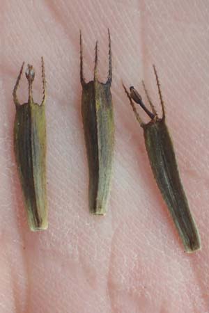 Bidens tripartita \ Dreiteiliger Zweizahn / Trifid Beggarticks, D B&uuml;rstadt 30.9.2016