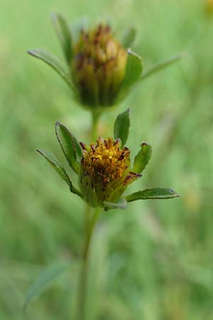 Bidens tripartita \ Dreiteiliger Zweizahn / Trifid Beggarticks, D Neulu&szlig;heim 7.7.2018