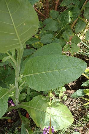 Nicotiana rustica \ Bauern-Tabak / Wild Tobacco, D Weinheim an der Bergstra&szlig;e, Botan. Gar.  Hermannshof 22.10.2020