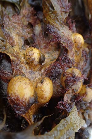 Fucus vesiculosus \ Blasen-Tang / Bladder Wrack, D Hohwacht 13.9.2021