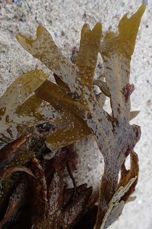 Fucus vesiculosus \ Blasen-Tang / Bladder Wrack, D Hohwacht 13.9.2021