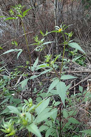 Bidens tripartita \ Dreiteiliger Zweizahn / Trifid Beggarticks, D D&uuml;ren 20.8.2022