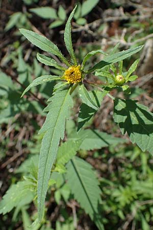 Bidens tripartita \ Dreiteiliger Zweizahn / Trifid Beggarticks, D D&uuml;ren 20.8.2022