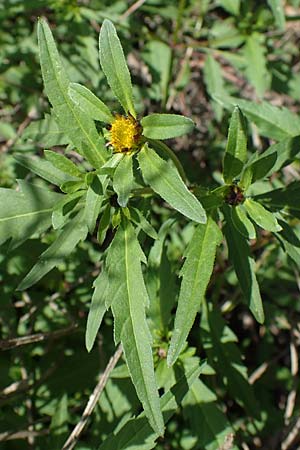 Bidens tripartita \ Dreiteiliger Zweizahn / Trifid Beggarticks, D D&uuml;ren 20.8.2022
