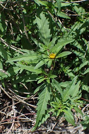 Bidens tripartita \ Dreiteiliger Zweizahn / Trifid Beggarticks, D D&uuml;ren 20.8.2022