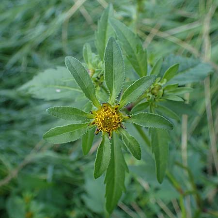 Bidens tripartita \ Dreiteiliger Zweizahn / Trifid Beggarticks, D R&ouml;merberg 1.9.2022