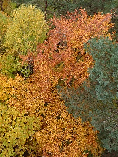 Fagus sylvatica \ Rot-Buche / Beech, D Wachenheim 25.10.2015
