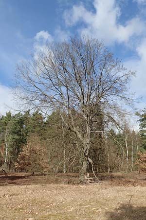 Fagus sylvatica \ Rot-Buche / Beech, D Schwetzingen 5.3.2017