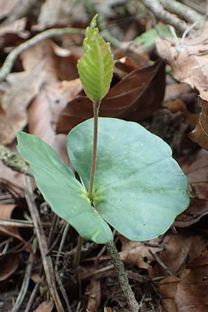 Fagus sylvatica \ Rot-Buche / Beech, D Taunusstein 8.4.2017