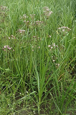 Butomus umbellatus \ Doldige Schwanenblume / Flowering Rush, D Gro&szlig;-Gerau 28.7.2017