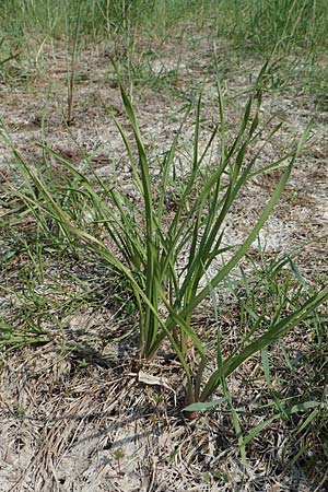 Butomus umbellatus \ Doldige Schwanenblume / Flowering Rush, D Biebesheim 12.5.2018