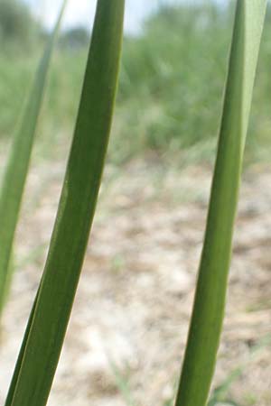 Butomus umbellatus \ Doldige Schwanenblume / Flowering Rush, D Biebesheim 12.5.2018