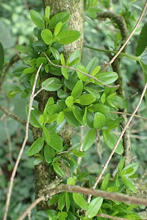 Buxus sempervirens \ Gew�hnlicher Buchsbaum / Boxtree, D Grenzach-Wyhlen 6.6.2018