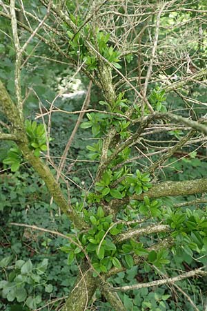 Buxus sempervirens \ Gew�hnlicher Buchsbaum / Boxtree, D Grenzach-Wyhlen 6.6.2018