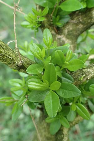 Buxus sempervirens \ Gew�hnlicher Buchsbaum / Boxtree, D Grenzach-Wyhlen 6.6.2018