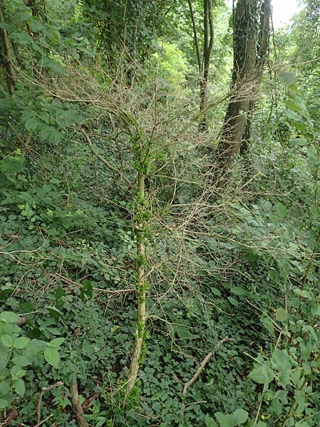 Buxus sempervirens \ Gew�hnlicher Buchsbaum / Boxtree, D Grenzach-Wyhlen 6.6.2018