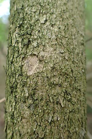 Buxus sempervirens \ Gew�hnlicher Buchsbaum / Boxtree, D Grenzach-Wyhlen 6.6.2018