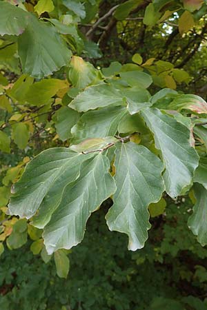 Fagus sylvatica \ Rot-Buche / Beech, D Mannheim 4.11.2018