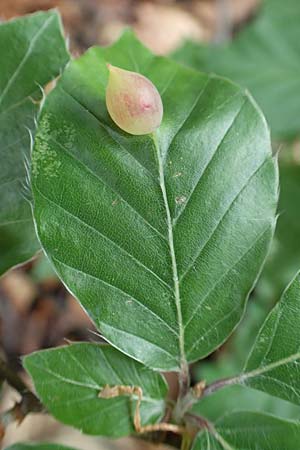 Fagus sylvatica \ Rot-Buche / Beech, D Seeheim an der Bergstra&szlig;e 12.5.2020