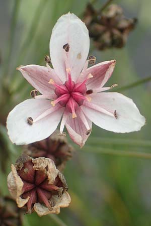 Butomus umbellatus \ Doldige Schwanenblume / Flowering Rush, D Bochum 9.9.2020