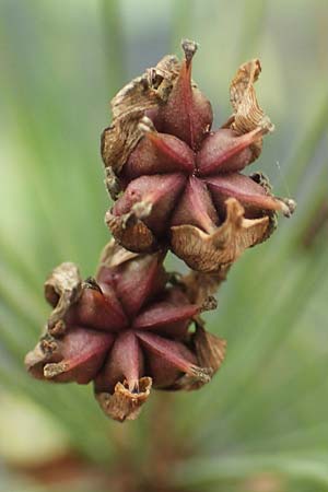 Butomus umbellatus \ Doldige Schwanenblume / Flowering Rush, D Bochum 9.9.2020