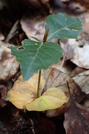 Fagus sylvatica \ Rot-Buche / Beech, D Bad D&uuml;rkheim 18.8.2021